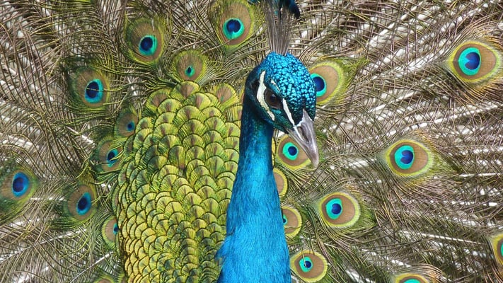 peacock-bird-feather-close-71131.jpeg